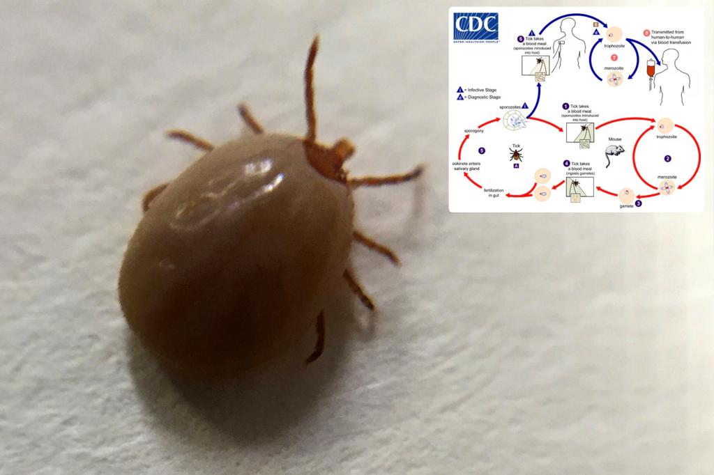 Tick-borne disease is on the rise, new study says